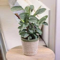 BELL NURSERY leafjoy Collection Ctenanthe Setosa (Never Plant) Live Indoor Plant in 7 in Seagrass Pot