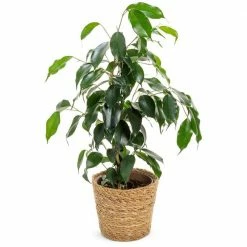 BELL NURSERY leafjoy Collection Ficus Benjamina Danielle Plant in 7 in Seagrass Pot