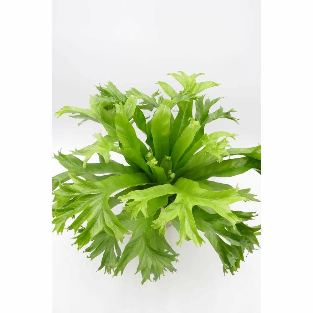BELL NURSERY leafjoy Collection Fern Birds Nest Antiquum Live Indoor Plant in 7 in Seagrass Pot - Image 5