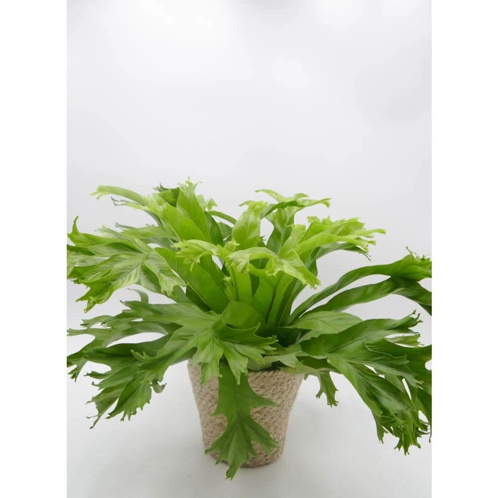 BELL NURSERY leafjoy Collection Fern Birds Nest Antiquum Live Indoor Plant in 7 in Seagrass Pot - Image 4