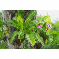 BELL NURSERY leafjoy Collection Fern Birds Nest Antiquum Live Indoor Plant in 7 in Seagrass Pot