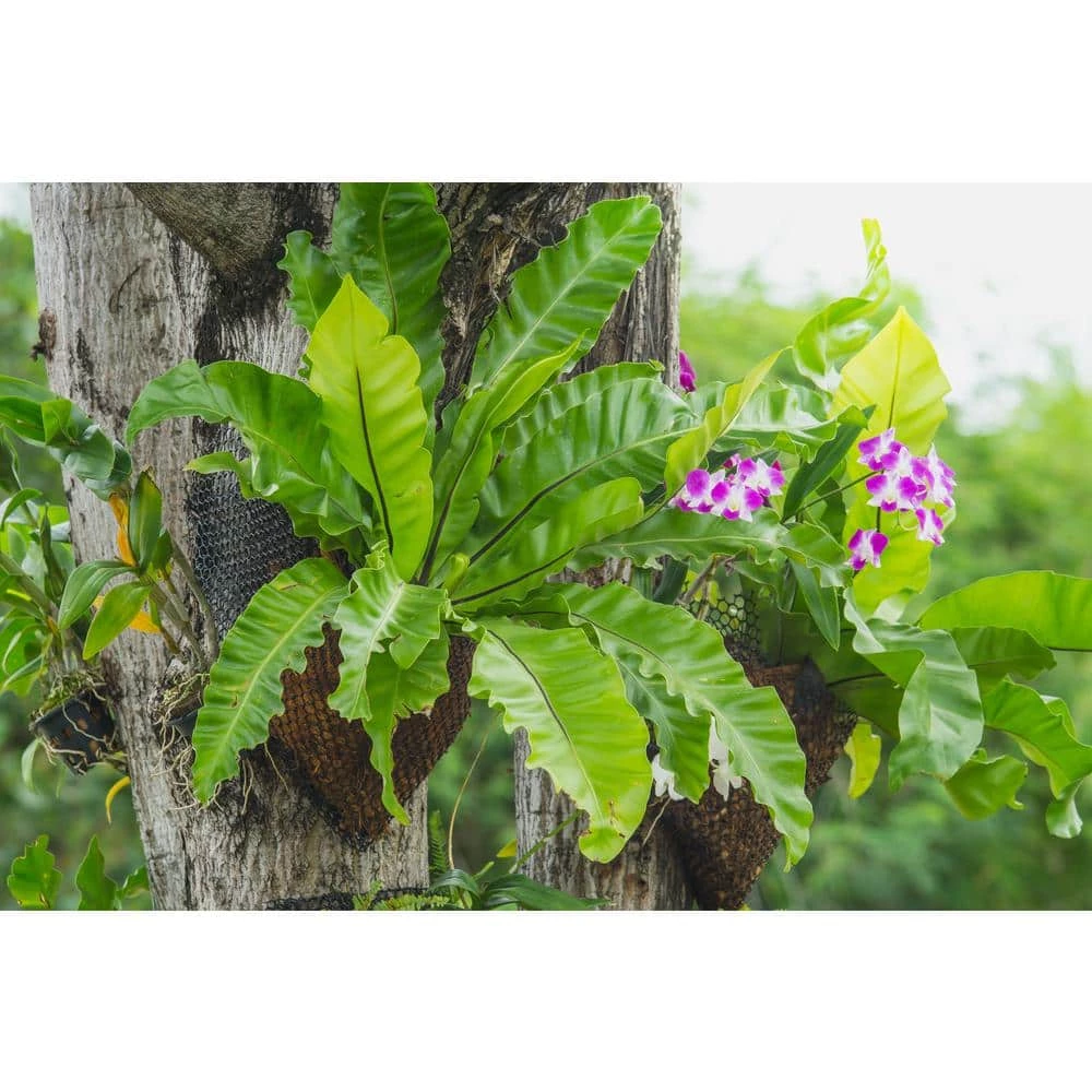 BELL NURSERY leafjoy Collection Fern Birds Nest Antiquum Live Indoor Plant in 7 in Seagrass Pot