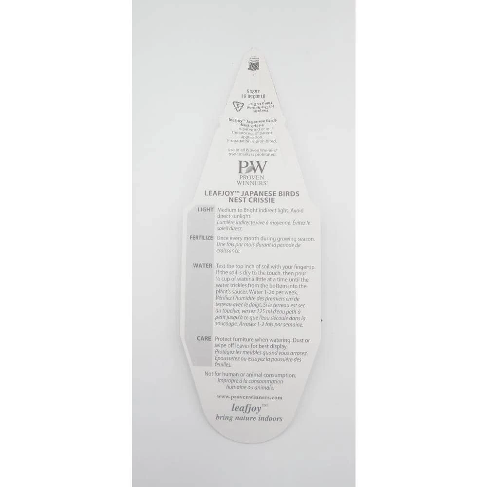 BELL NURSERY leafjoy Collection Fern Birds Nest Antiquum Live Indoor Plant in 7 in Seagrass Pot - Image 2