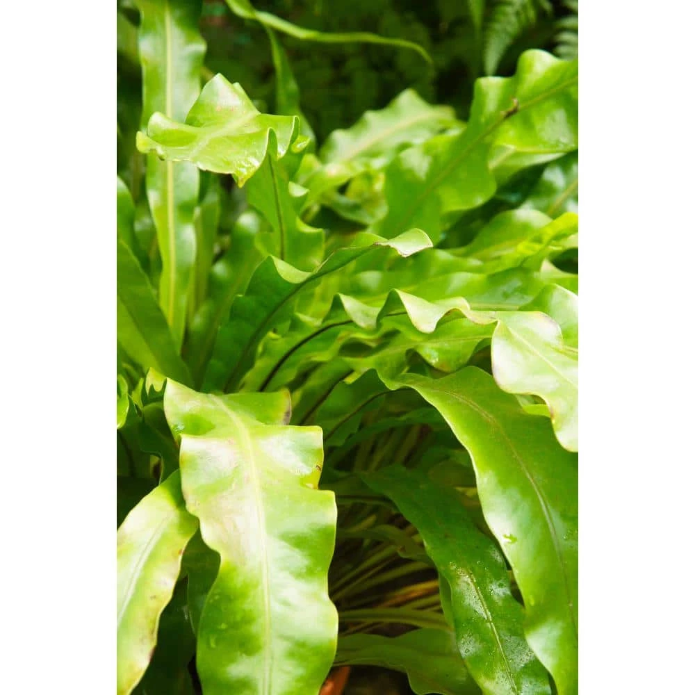 BELL NURSERY leafjoy Collection Fern Birds Nest Antiquum Live Indoor Plant in 7 in Seagrass Pot - Image 3