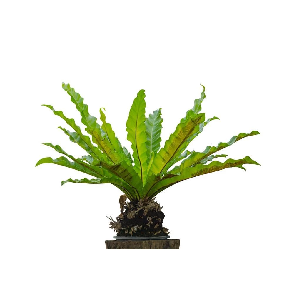 BELL NURSERY leafjoy Collection Fern Birds Nest Antiquum Live Indoor Plant in 7 in Seagrass Pot - Image 7