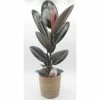 BELL NURSERY leafjoy Collection Ficus Elastica Abijan (Rubber Plant) Live Indoor Plant in 7 in Seagrass Pot