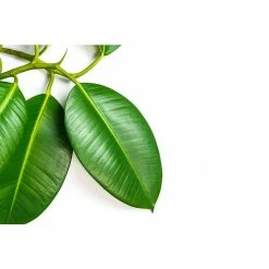 BELL NURSERY leafjoy Collection Ficus Elastica Robusta (Rubber Plant) Live Indoor Plant in 7 in Seagrass Pot