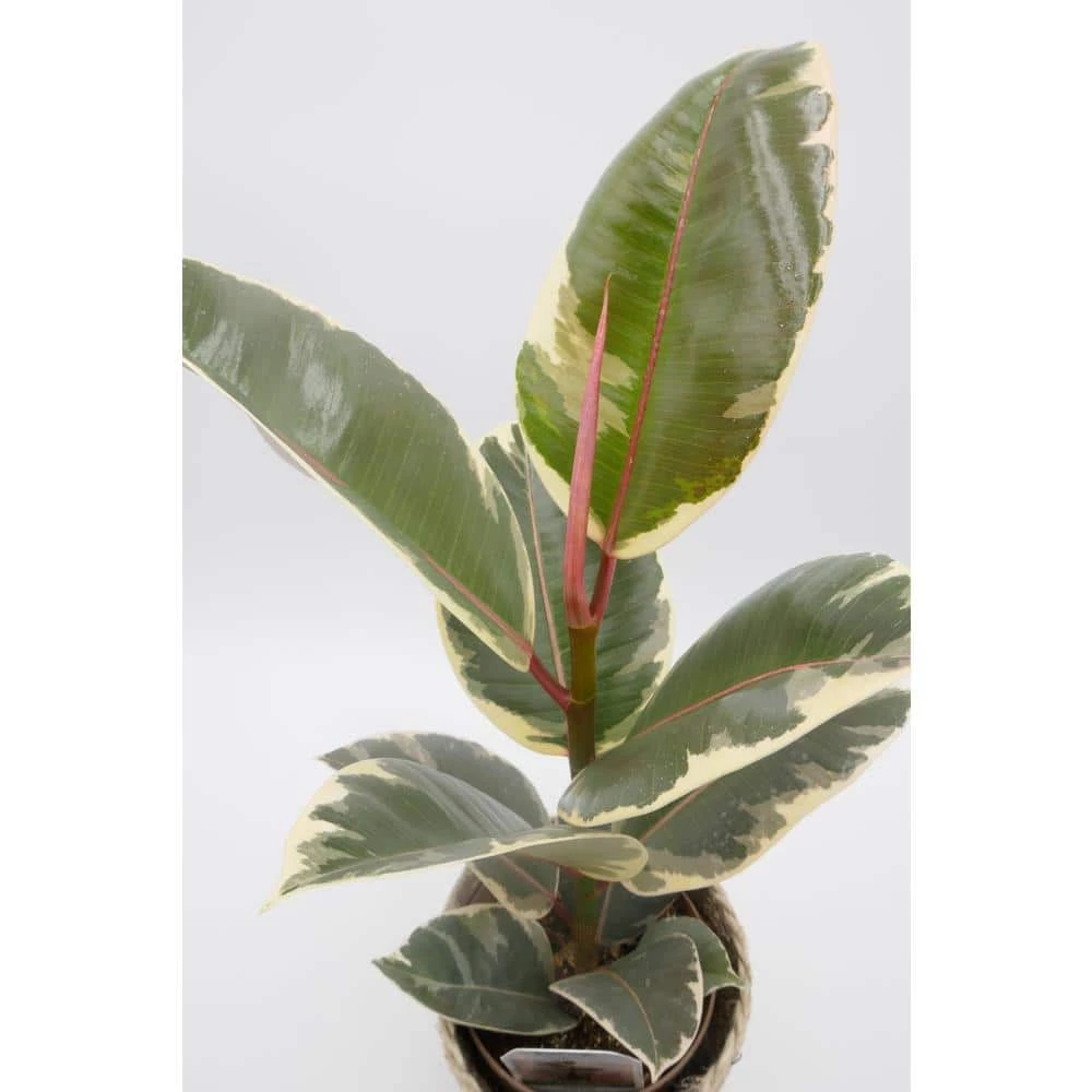 BELL NURSERY leafjoy Collection Ficus Elasica Tineke (Rubber Tree) Live Indoor Plant in 7 in Seagrass Pot - Image 6