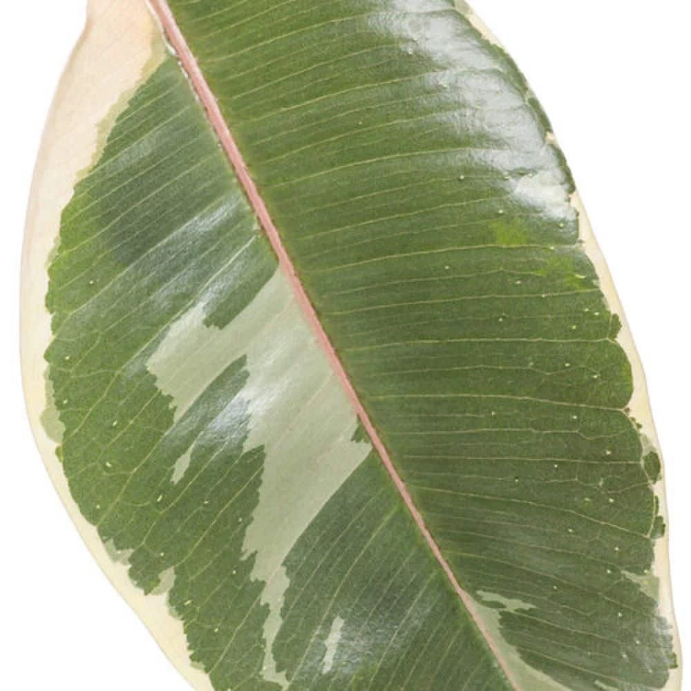 BELL NURSERY leafjoy Collection Ficus Elasica Tineke (Rubber Tree) Live Indoor Plant in 7 in Seagrass Pot - Image 5