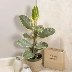 BELL NURSERY leafjoy Collection Ficus Elasica Tineke (Rubber Tree) Live Indoor Plant in 7 in Seagrass Pot