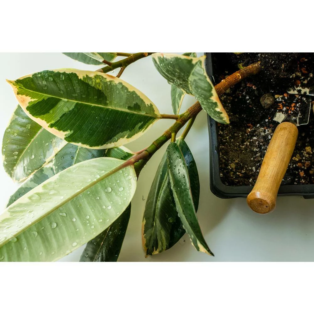 BELL NURSERY leafjoy Collection Ficus Elasica Tineke (Rubber Tree) Live Indoor Plant in 7 in Seagrass Pot - Image 3