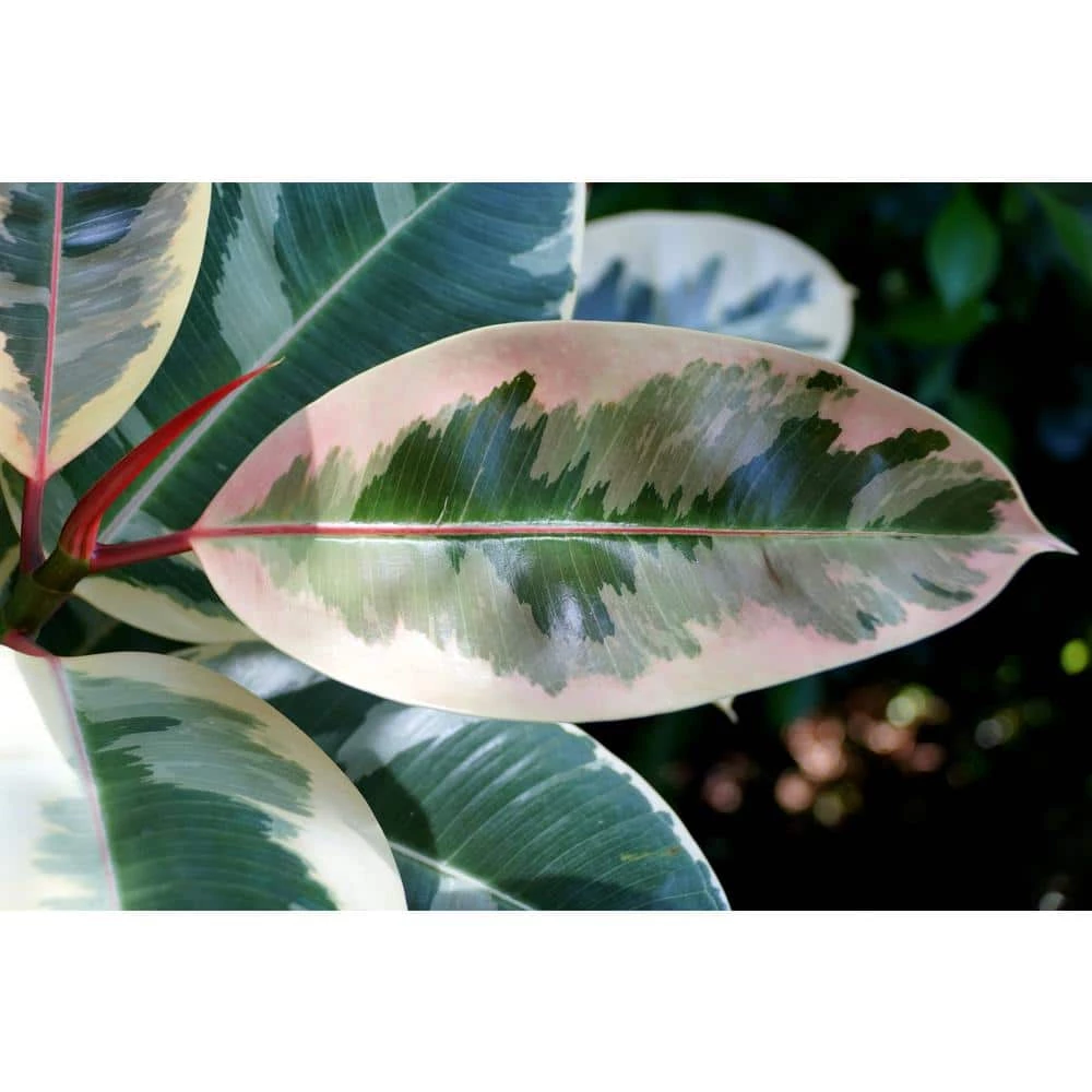 BELL NURSERY leafjoy Collection Ficus Elasica Tineke (Rubber Tree) Live Indoor Plant in 7 in Seagrass Pot - Image 4
