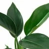 BELL NURSERY leafjoy Collection Philodendron Apple Live Indoor Plant in 7 in Seagrass Pot