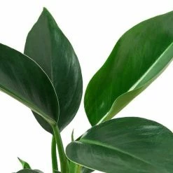 BELL NURSERY leafjoy Collection Philodendron Apple Live Indoor Plant in 7 in Seagrass Pot