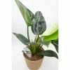 BELL NURSERY leafjoy Collection Philodendron Imperial Green Live Indoor Plant in 7 in Seagrass Pot