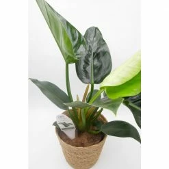 BELL NURSERY leafjoy Collection Philodendron Imperial Green Live Indoor Plant in 7 in Seagrass Pot