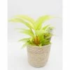 BELL NURSERY leafjoy Collection Philodendron Lemon Lime Live Indoor Plant in 7 in Seagrass Pot