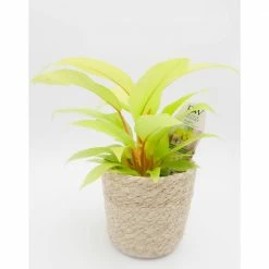 BELL NURSERY leafjoy Collection Philodendron Lemon Lime Live Indoor Plant in 7 in Seagrass Pot