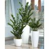 BELL NURSERY leafjoy Collection ZZ Plant (Zamioculcas Zamiifolia) Live Indoor Plant in 7 in Seagrass Pot
