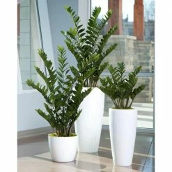 BELL NURSERY leafjoy Collection ZZ Plant (Zamioculcas Zamiifolia) Live Indoor Plant in 7 in Seagrass Pot