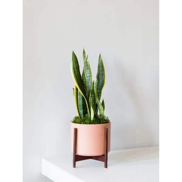 BELL NURSERY 2 Gal. Snake Plant (Sansevieria) Live Indoor House Plant in 10 in. Nursery Pot - Image 3