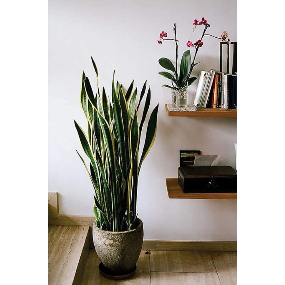 BELL NURSERY 2 Gal. Snake Plant (Sansevieria) Live Indoor House Plant in 10 in. Nursery Pot - Image 12