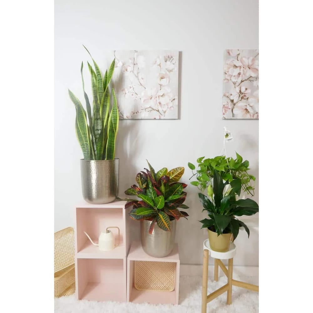 BELL NURSERY 2 Gal. Snake Plant (Sansevieria) Live Indoor House Plant in 10 in. Nursery Pot - Image 8