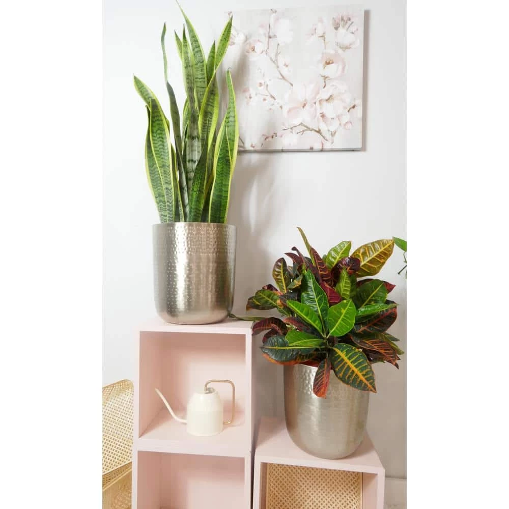 BELL NURSERY 2 Gal. Snake Plant (Sansevieria) Live Indoor House Plant in 10 in. Nursery Pot - Image 6