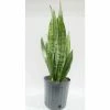 BELL NURSERY 2 Gal. Snake Plant (Sansevieria) Live Indoor House Plant in 10 in. Nursery Pot