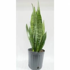 BELL NURSERY 2 Gal. Snake Plant (Sansevieria) Live Indoor House Plant in 10 in. Nursery Pot