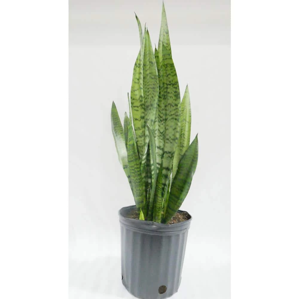 BELL NURSERY 2 Gal. Snake Plant (Sansevieria) Live Indoor House Plant in 10 in. Nursery Pot