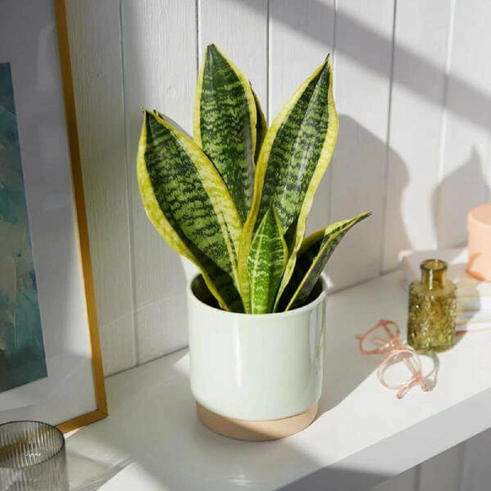 BELL NURSERY 2 Gal. Snake Plant (Sansevieria) Live Indoor House Plant in 10 in. Nursery Pot - Image 4