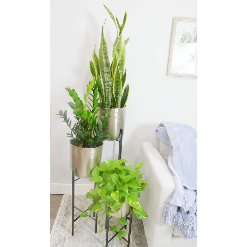 BELL NURSERY 2 Gal. Snake Plant (Sansevieria) Live Indoor House Plant in 10 in. Nursery Pot - Image 5