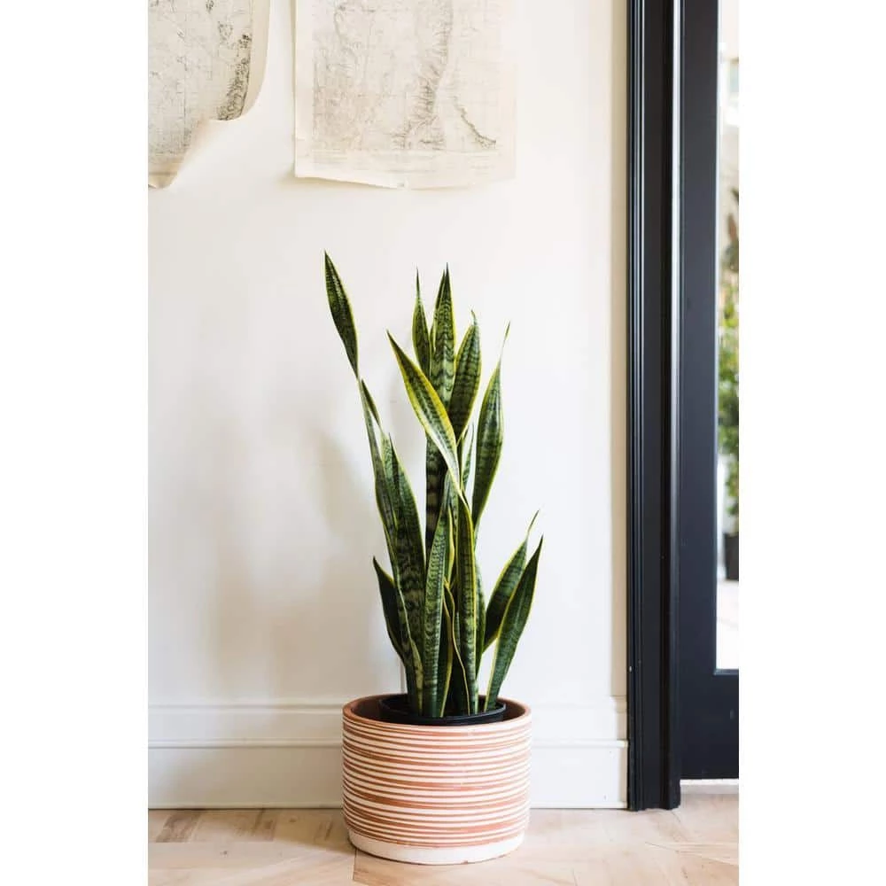 BELL NURSERY 2 Gal. Snake Plant (Sansevieria) Live Indoor House Plant in 10 in. Nursery Pot - Image 2