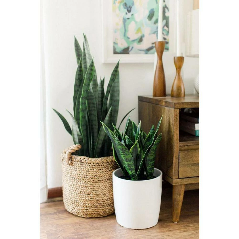 BELL NURSERY 2 Gal. Snake Plant (Sansevieria) Live Indoor House Plant in 10 in. Nursery Pot - Image 9