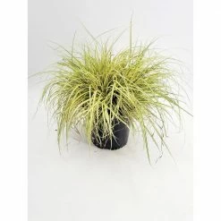 BELL NURSERY 1 Gal. Eversheen Carex Live Ornamental Grass Plant