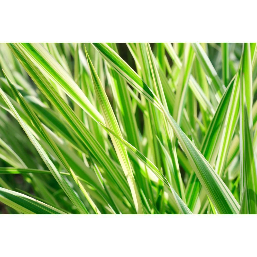 BELL NURSERY 1 Gal. Everlime Carex Live Ornamental Grass Plant - Image 3
