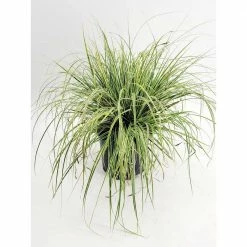 BELL NURSERY 1 Gal. Everlime Carex Live Ornamental Grass Plant