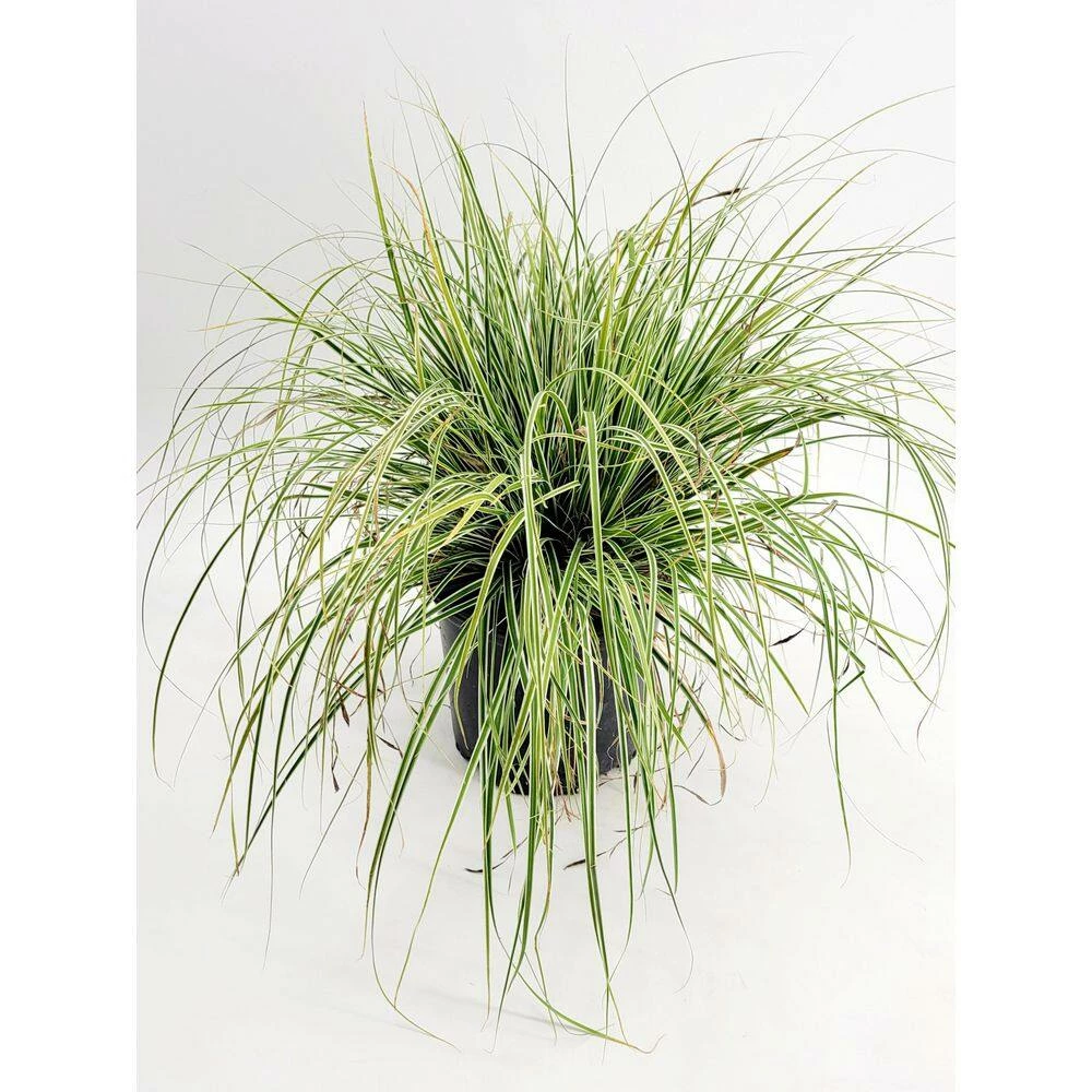 BELL NURSERY 1 Gal. Everlime Carex Live Ornamental Grass Plant