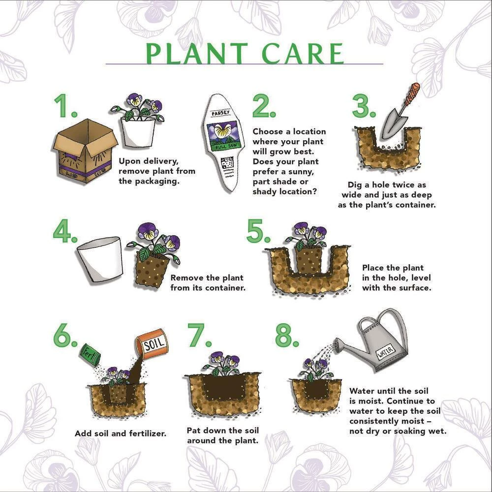 BELL NURSERY 1 Gal. Everlime Carex Live Ornamental Grass Plant - Image 4