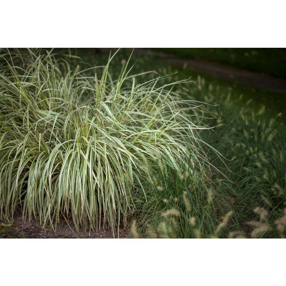 BELL NURSERY 1 Gal. Everlime Carex Live Ornamental Grass Plant - Image 2