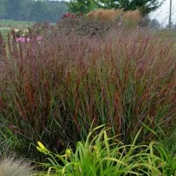 BELL NURSERY 3 Gal. Prairie Winds Cheyenne Sky Red Switch Grass Live Ornamental Grass Plant