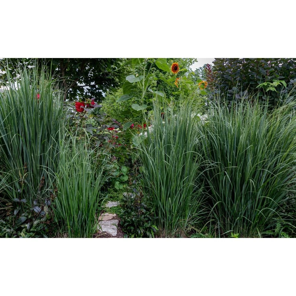 BELL NURSERY 1 Gal. Northwind Switch Grass (Panicum virgatum) Live Ornamental Grass Plant - Image 4