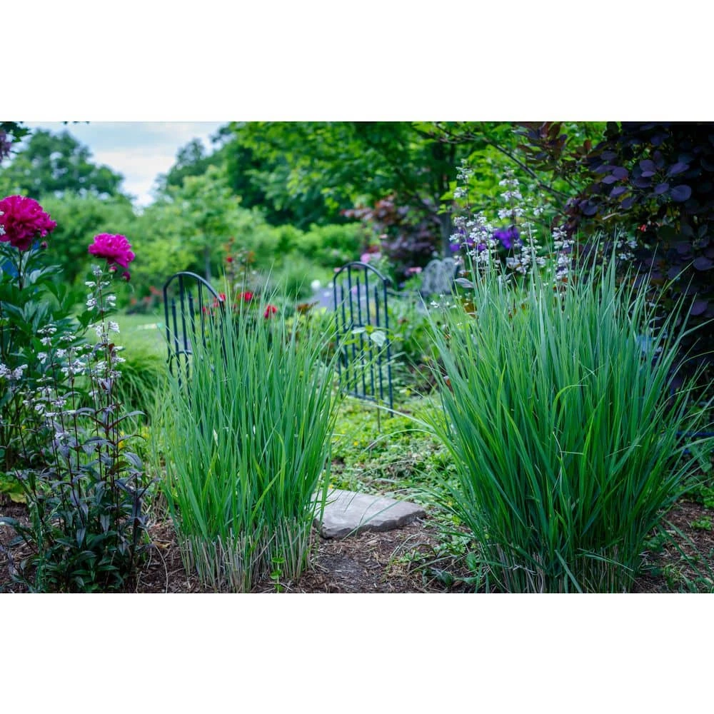 BELL NURSERY 1 Gal. Northwind Switch Grass (Panicum virgatum) Live Ornamental Grass Plant - Image 5