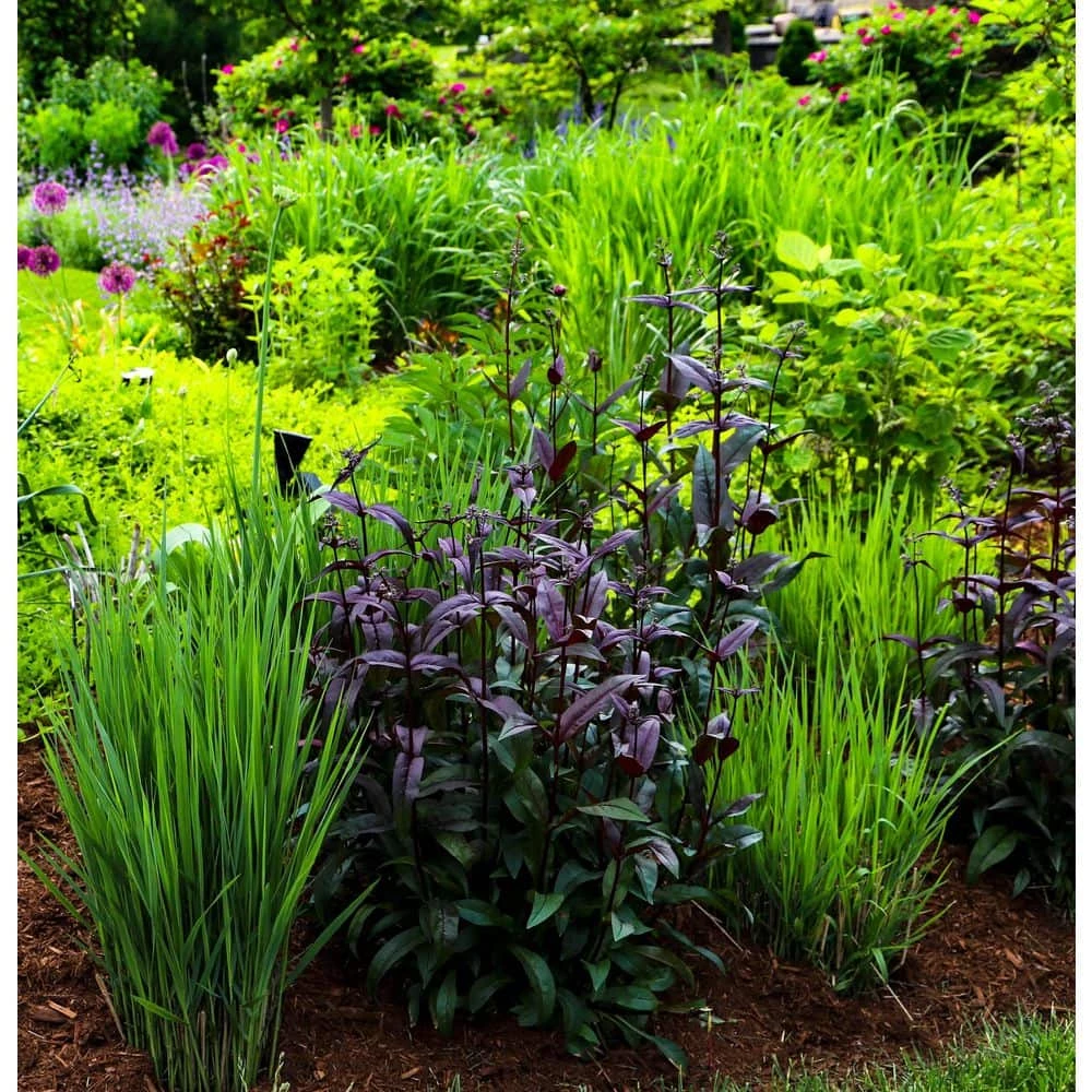 BELL NURSERY 1 Gal. Northwind Switch Grass (Panicum virgatum) Live Ornamental Grass Plant - Image 3