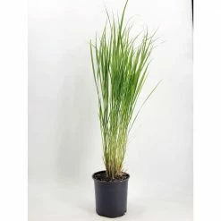 BELL NURSERY 1 Gal. Northwind Switch Grass (Panicum virgatum) Live Ornamental Grass Plant