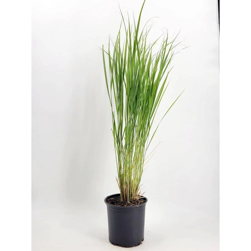 BELL NURSERY 1 Gal. Northwind Switch Grass (Panicum virgatum) Live Ornamental Grass Plant