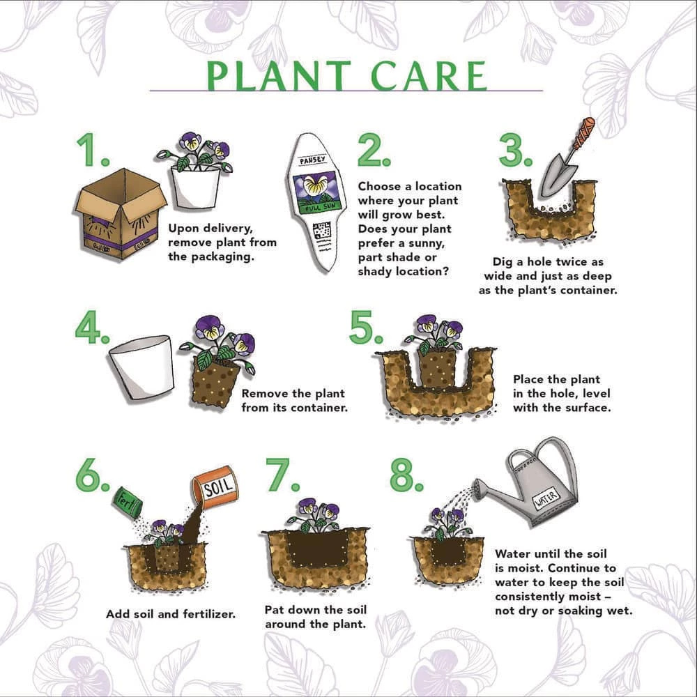 BELL NURSERY 1 Gal. Northwind Switch Grass (Panicum virgatum) Live Ornamental Grass Plant - Image 6