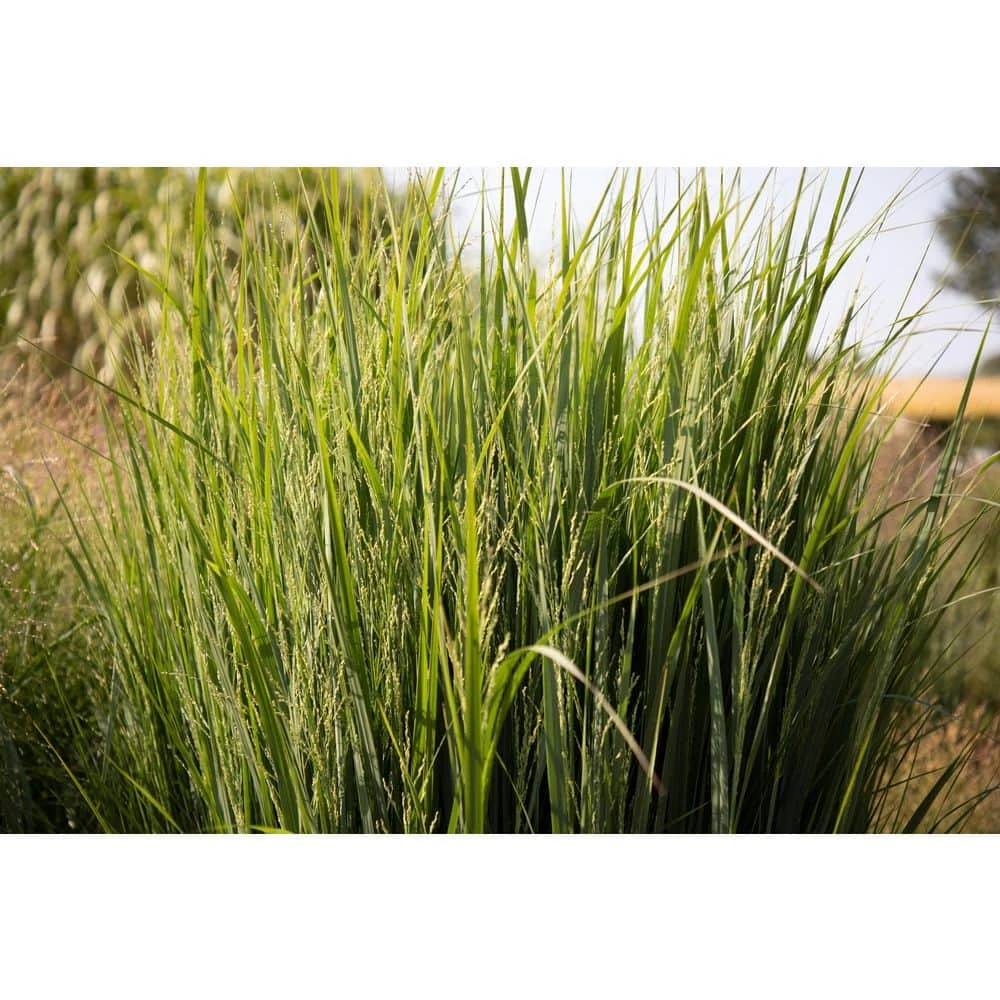 BELL NURSERY 1 Gal. Northwind Switch Grass (Panicum virgatum) Live Ornamental Grass Plant - Image 2