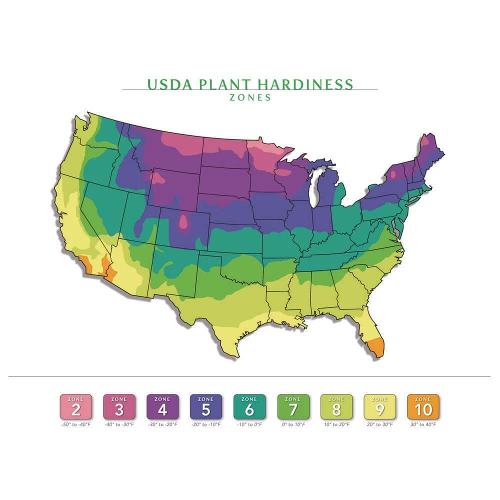 BELL NURSERY 1 Gal. Northwind Switch Grass (Panicum virgatum) Live Ornamental Grass Plant - Image 7